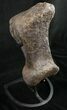 Hefty Sauropod (Diplodocus) Metatarsal - Dana Quarry #10127-8